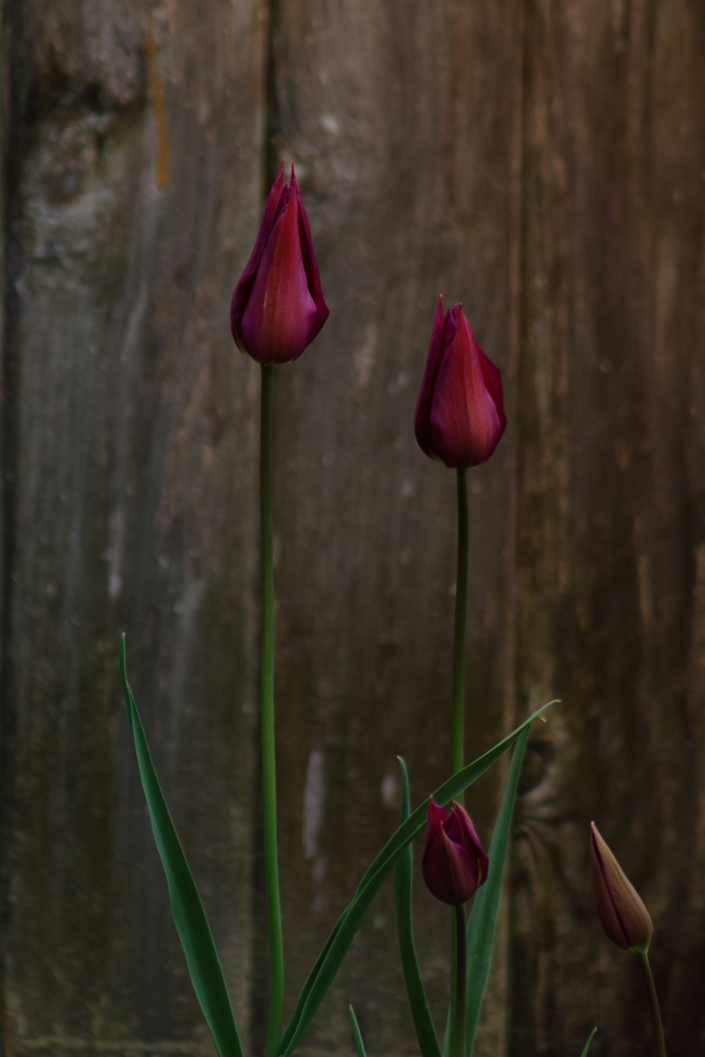 three red tulips in front of a wooden wall
