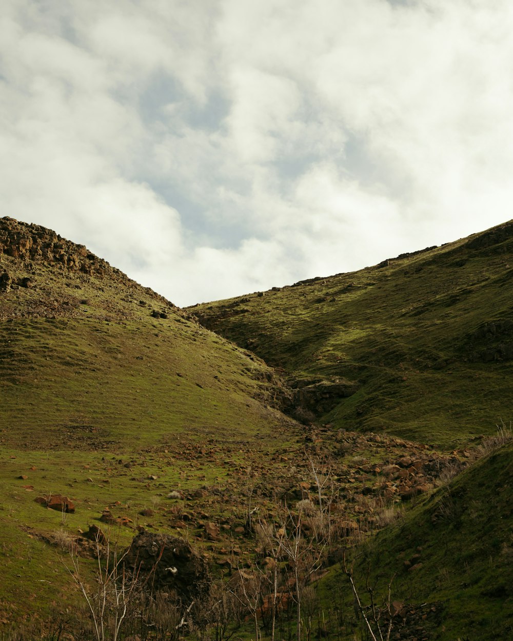 a grassy hill with a few trees on it