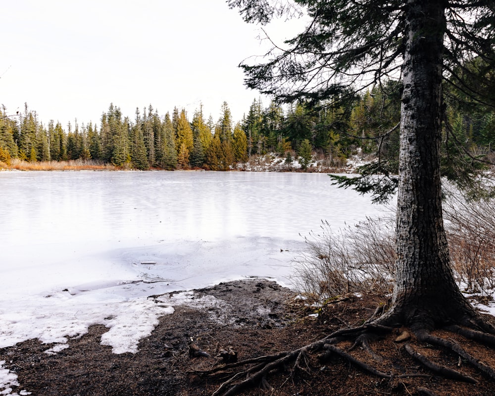 a lake surrounded by trees and snow covered ground