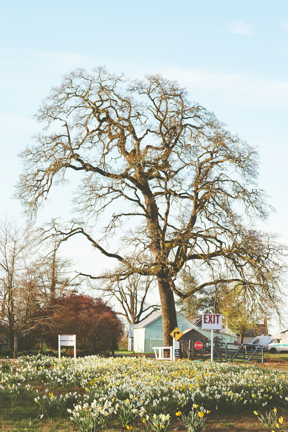 a large tree sitting in the middle of a field