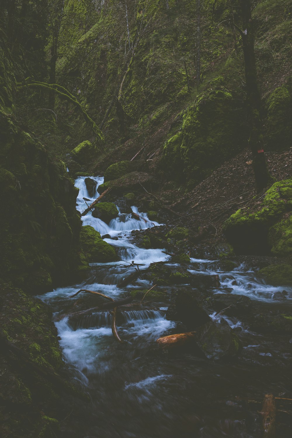 a stream running through a lush green forest