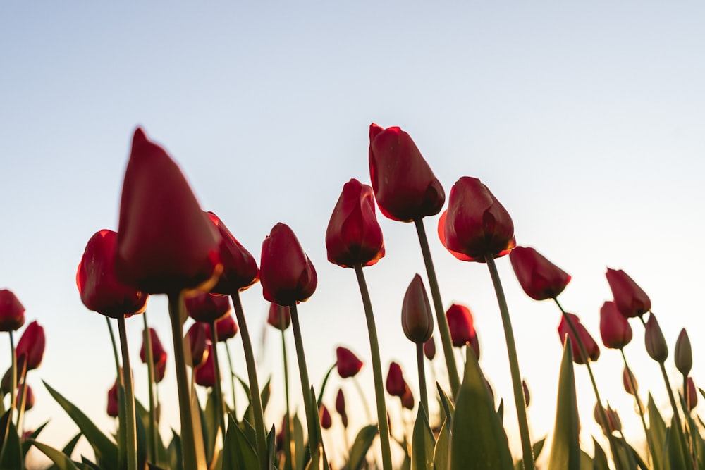 a field of red tulips with a blue sky in the background