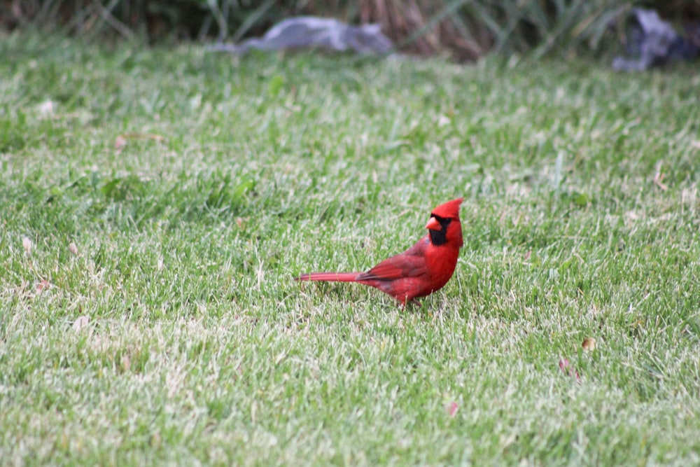 a red bird standing on top of a lush green field