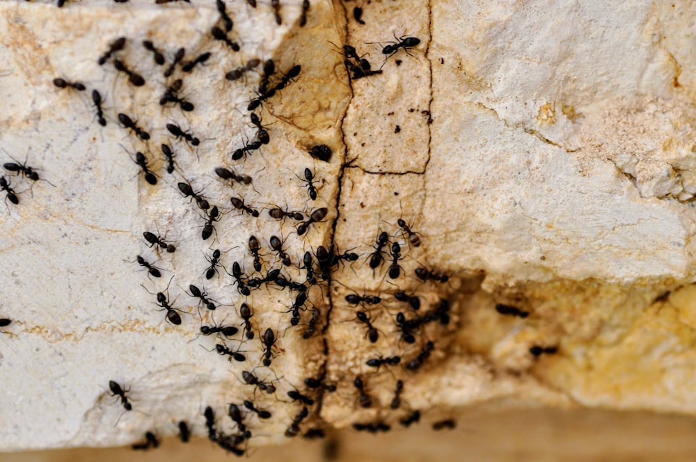 a group of black bugs crawling on a rock