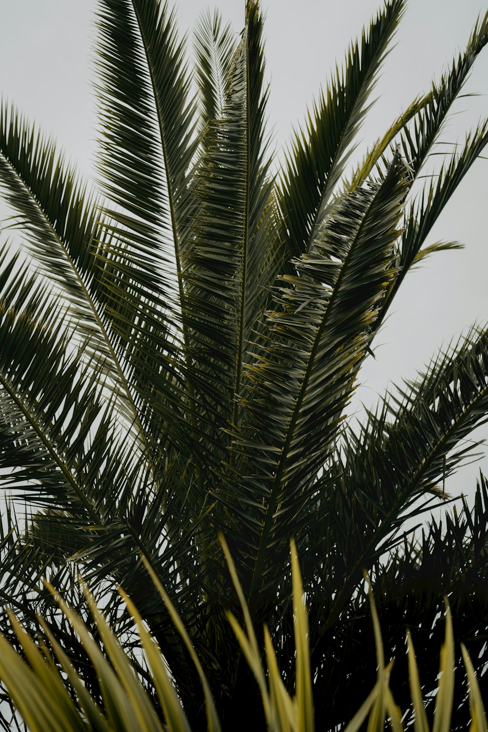 a close up of a palm tree with the sky in the background