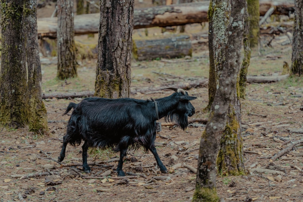 a black goat walking through a forest filled with trees