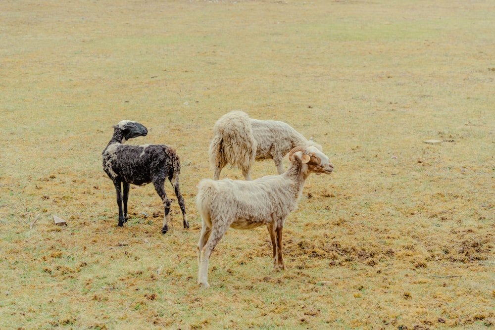 a group of sheep standing on top of a grass covered field