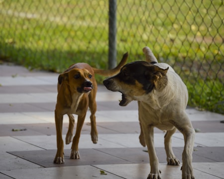 a couple of dogs playing with each other