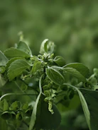 a close up of a green plant with leaves