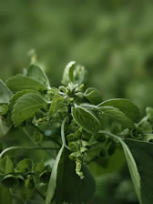 a close up of a green plant with leaves