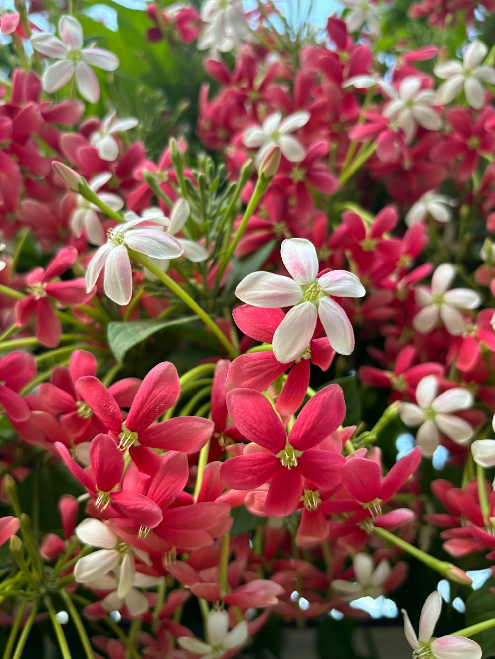 a bunch of red and white flowers with green leaves