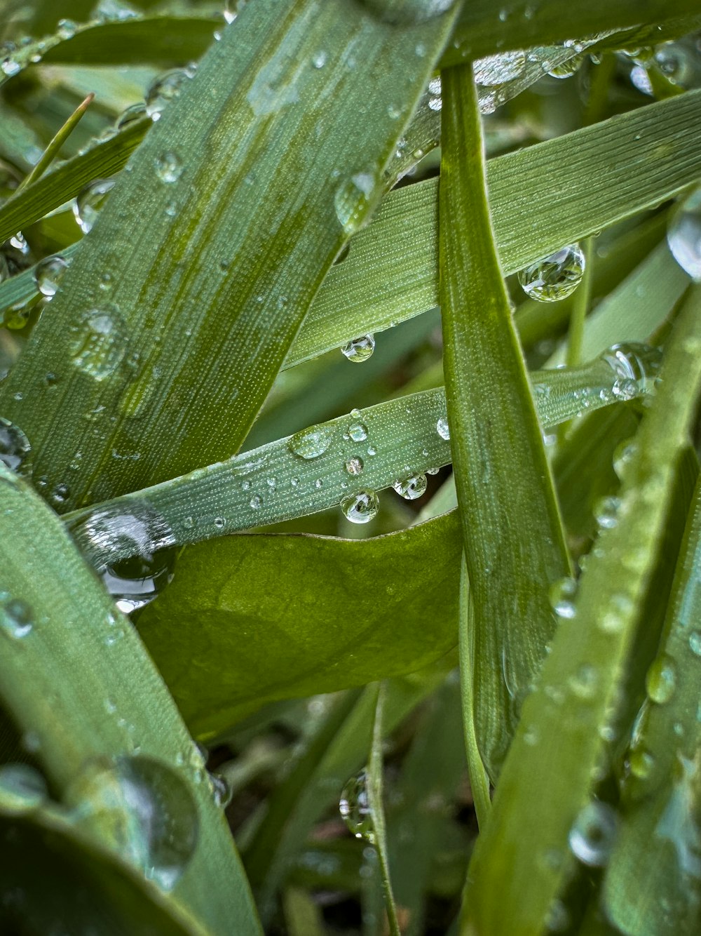 a close up of water droplets on a green plant