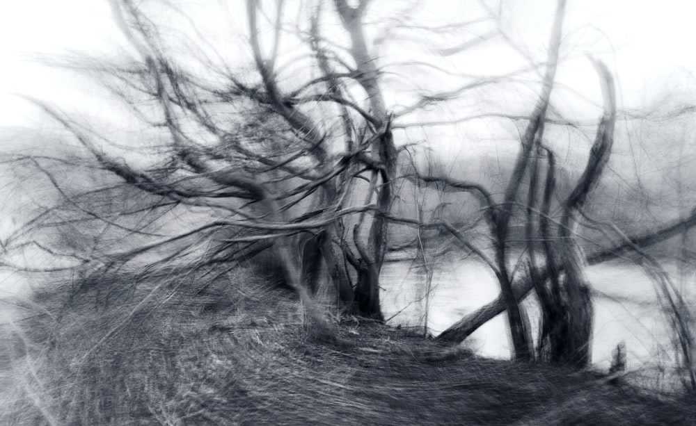 a black and white photo of trees in the snow