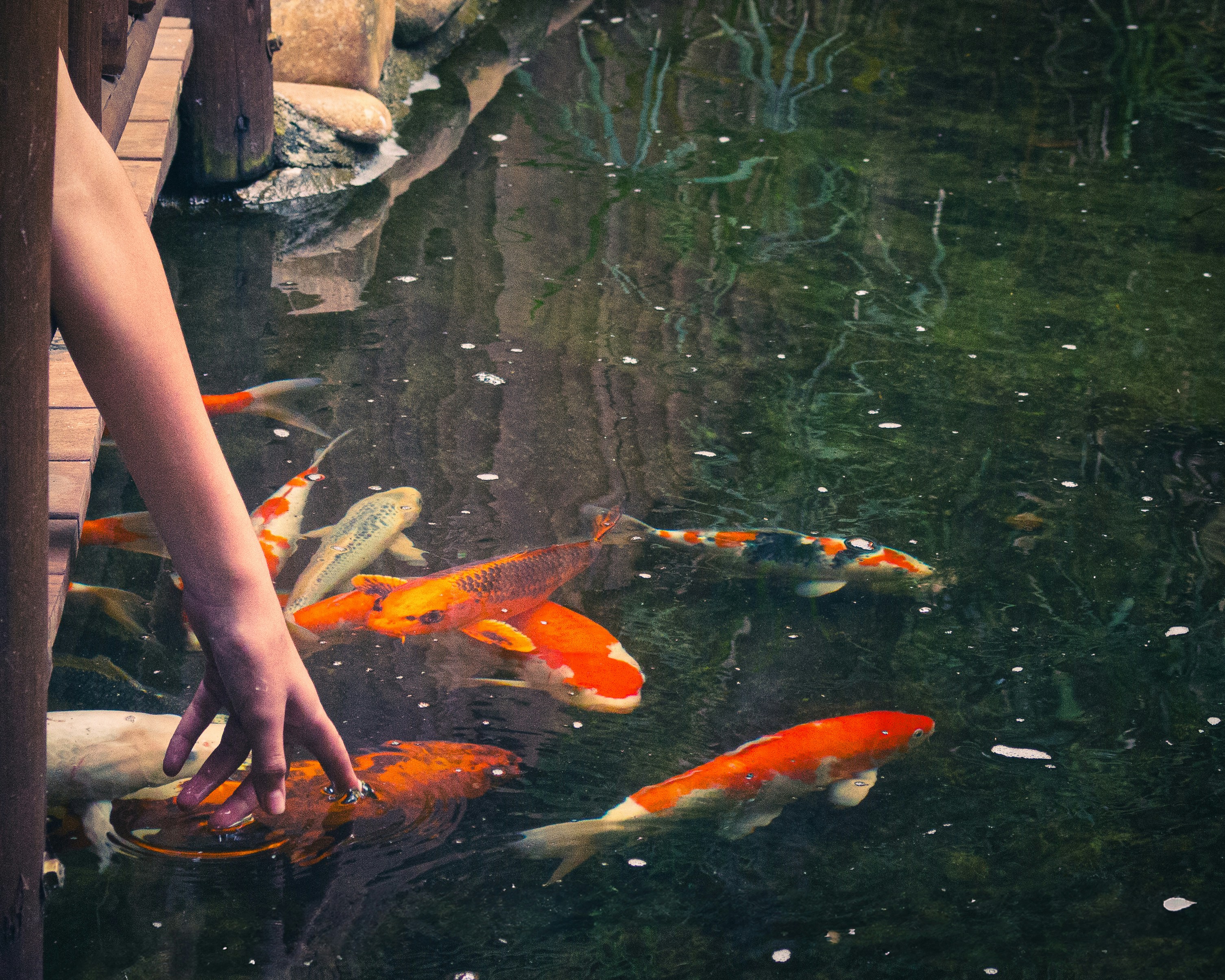 a person reaching for a fish in a pond