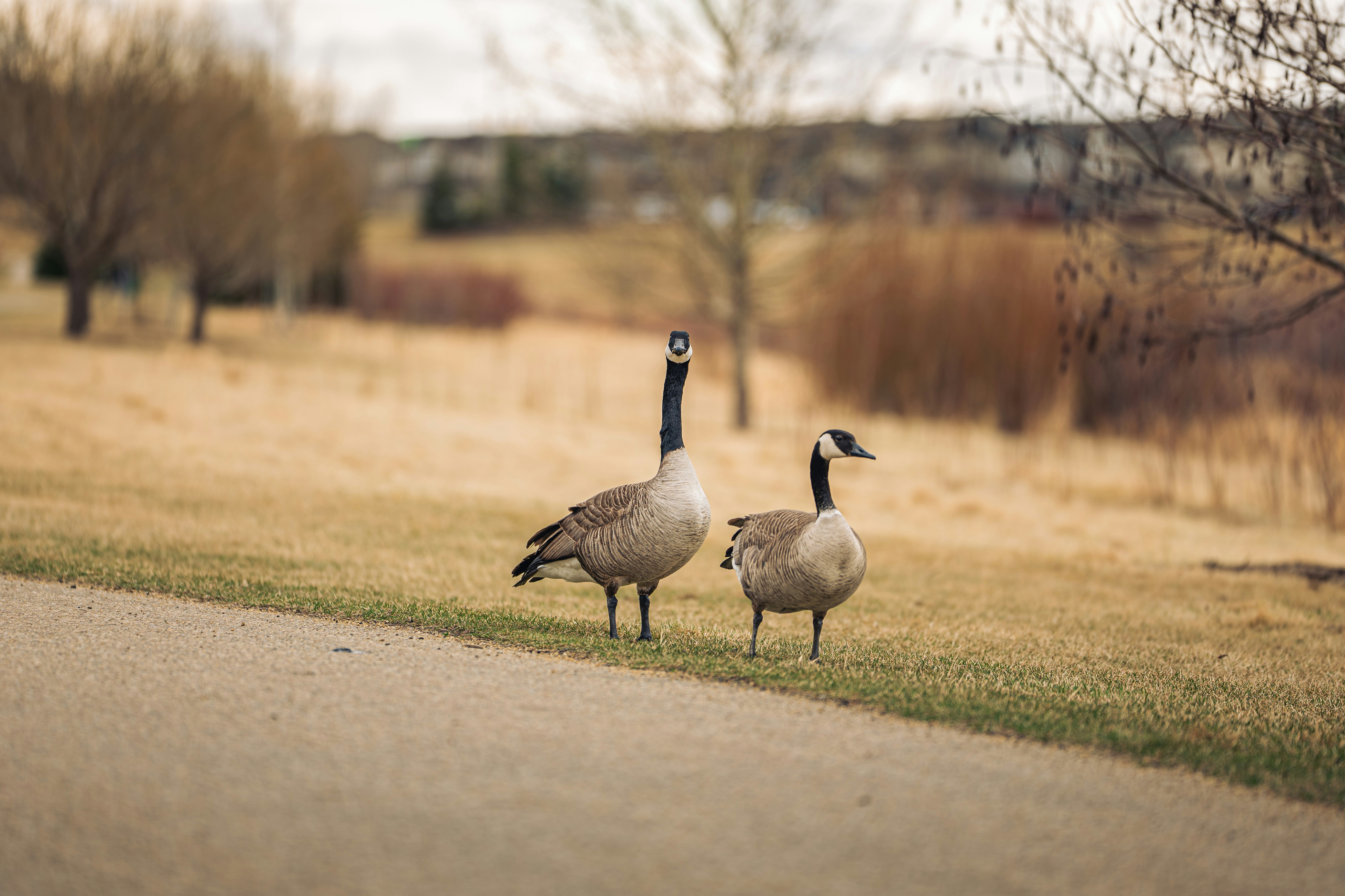 Photo by sachin_sandhu