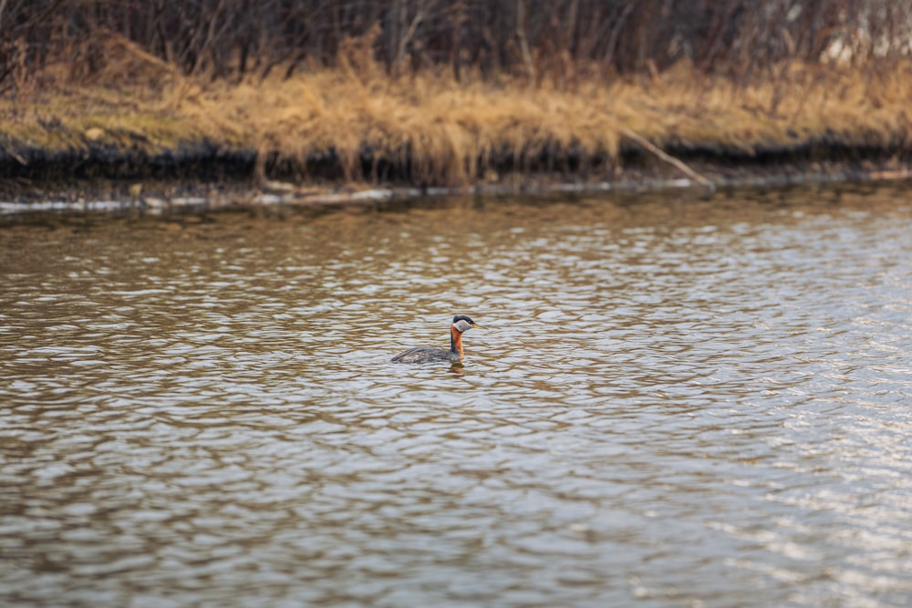 a duck is swimming in the water near the shore