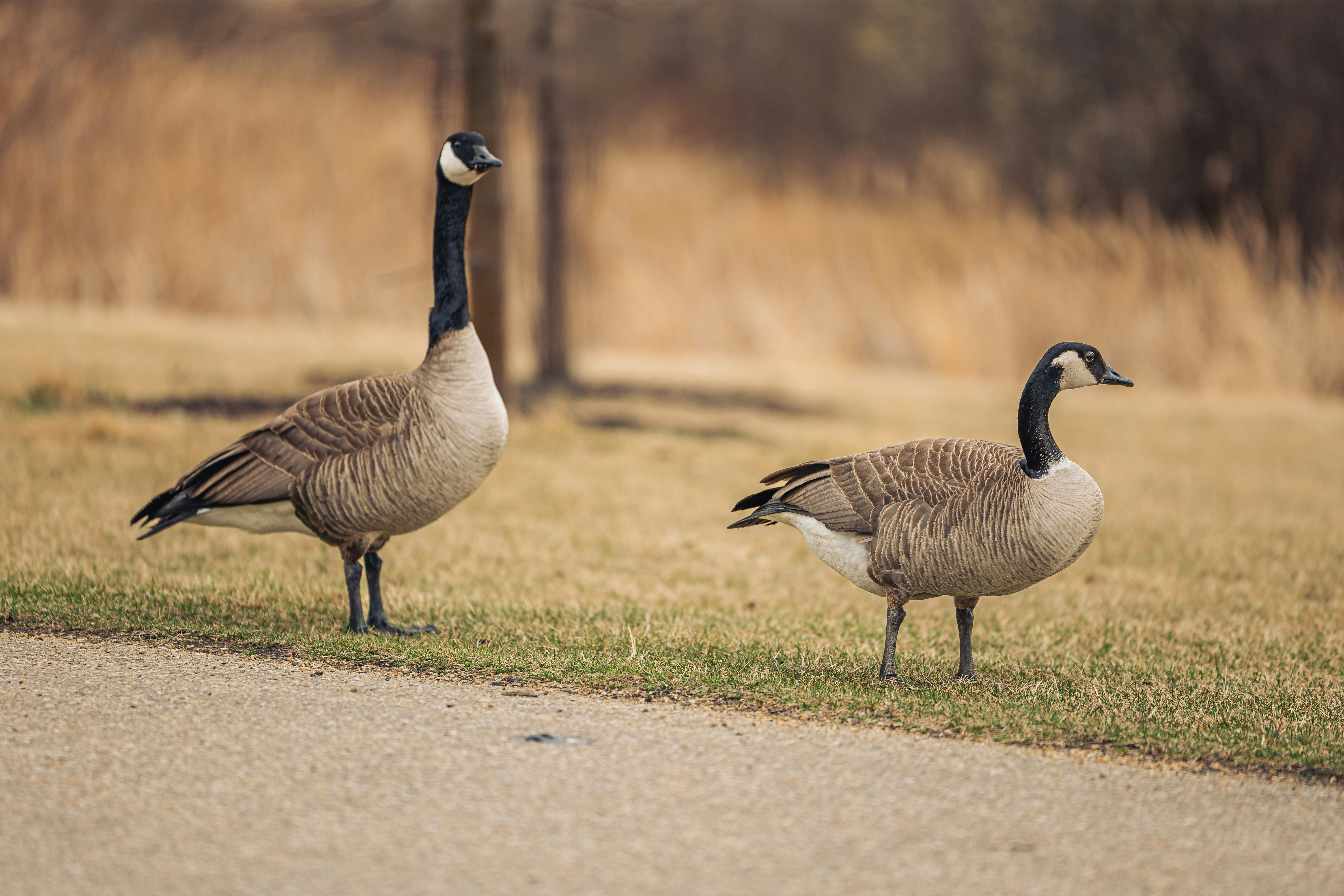 Photo by sachin_sandhu