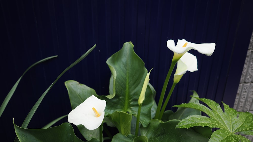 a plant with white flowers and green leaves