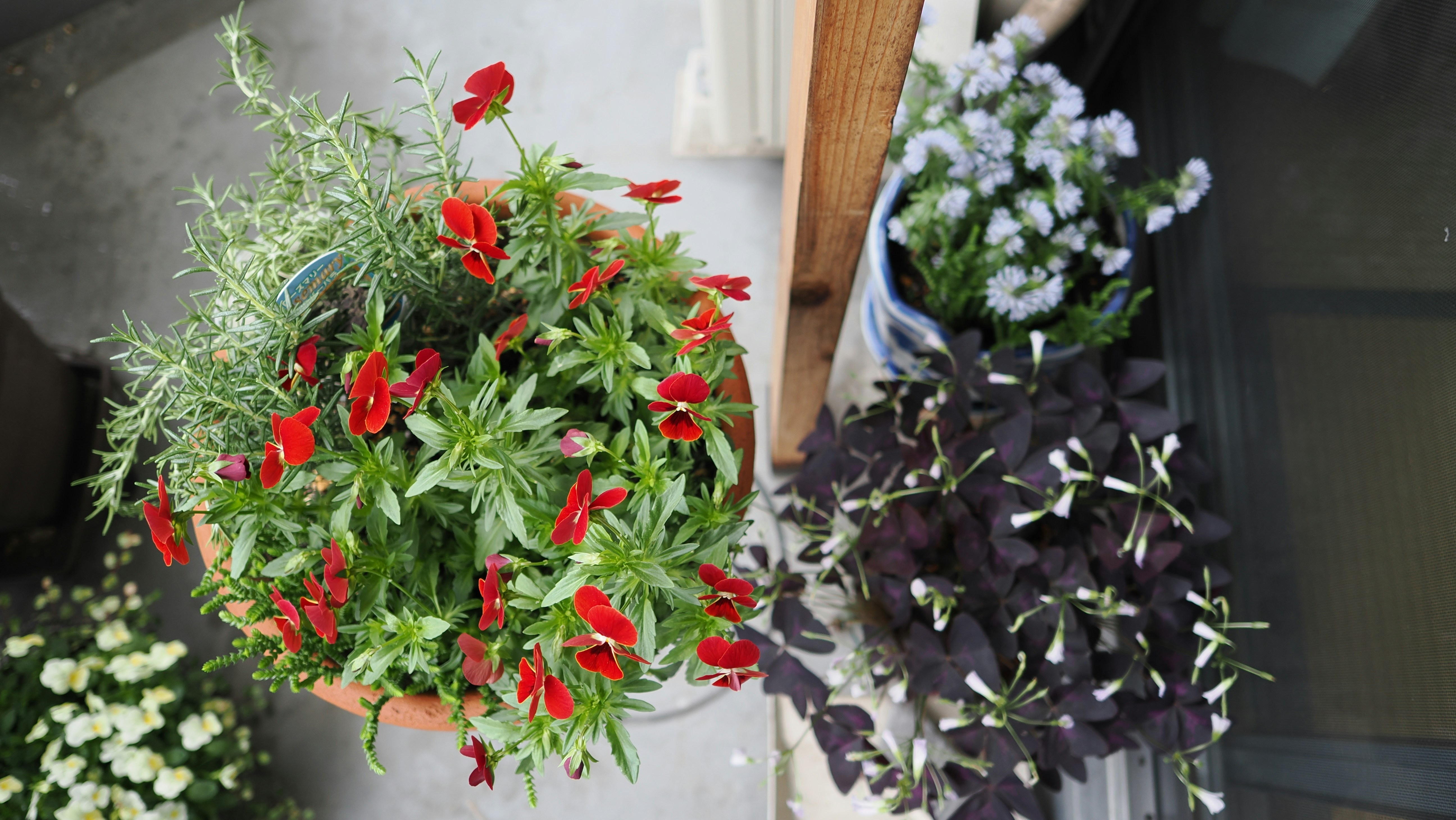 a couple of potted plants sitting next to each other