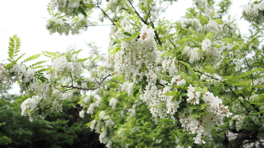 a tree filled with lots of white flowers