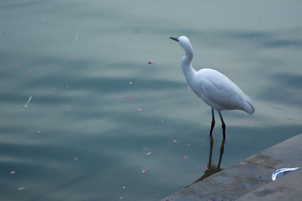 a white bird is standing in the water