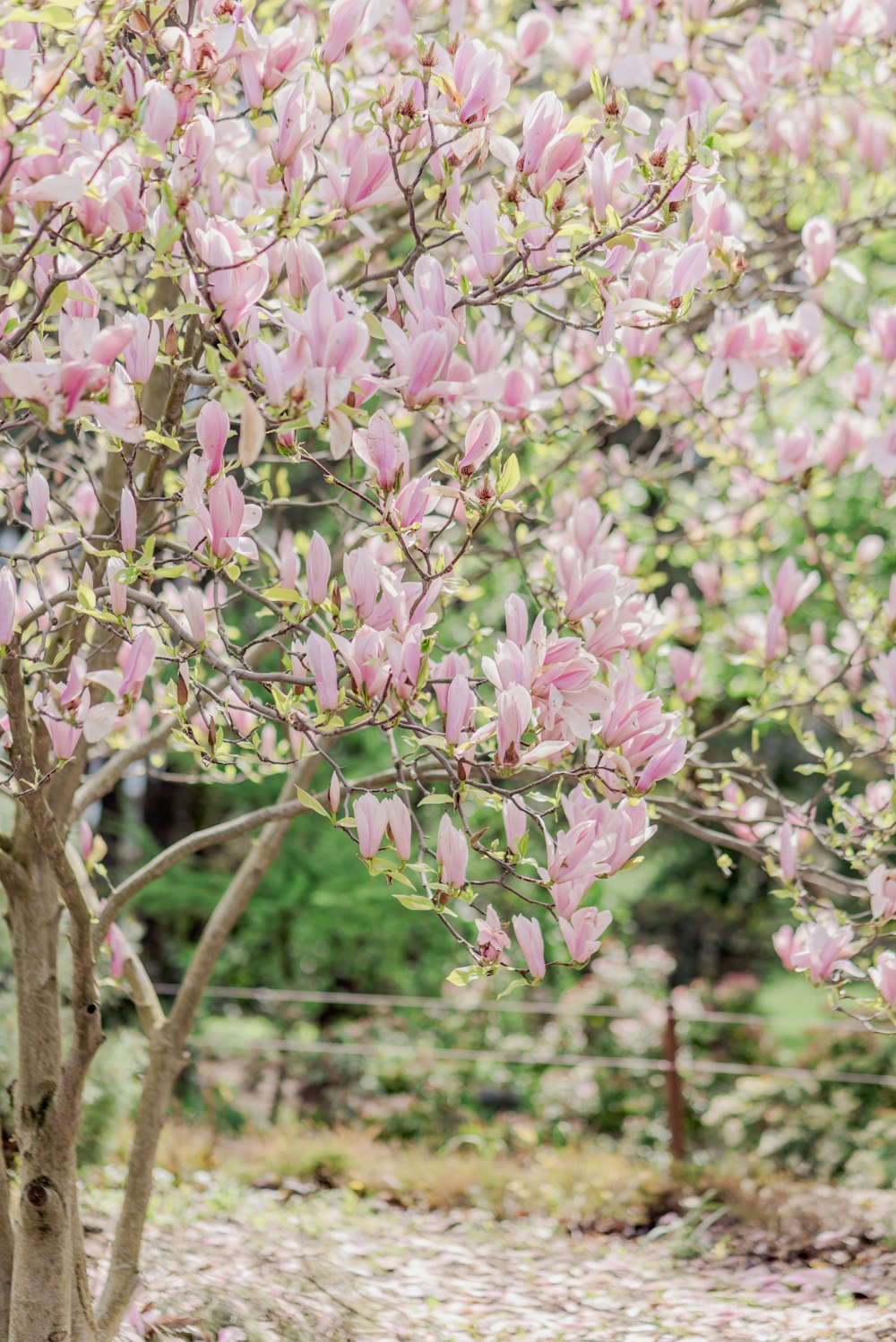 a tree with pink flowers in a park