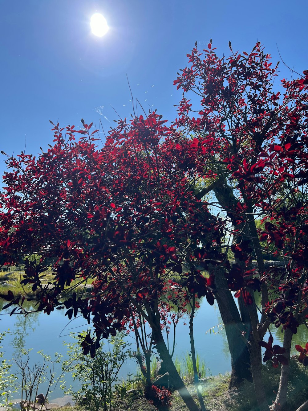 a tree with red flowers near a body of water