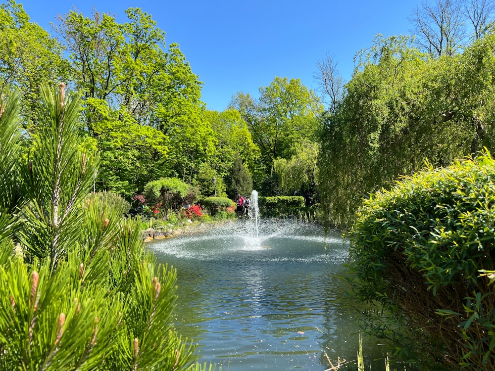 a small pond surrounded by trees and bushes