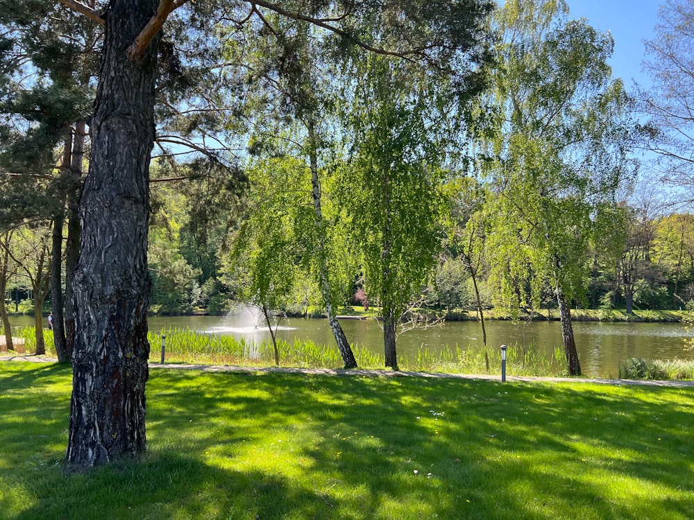 a park area with a pond and trees