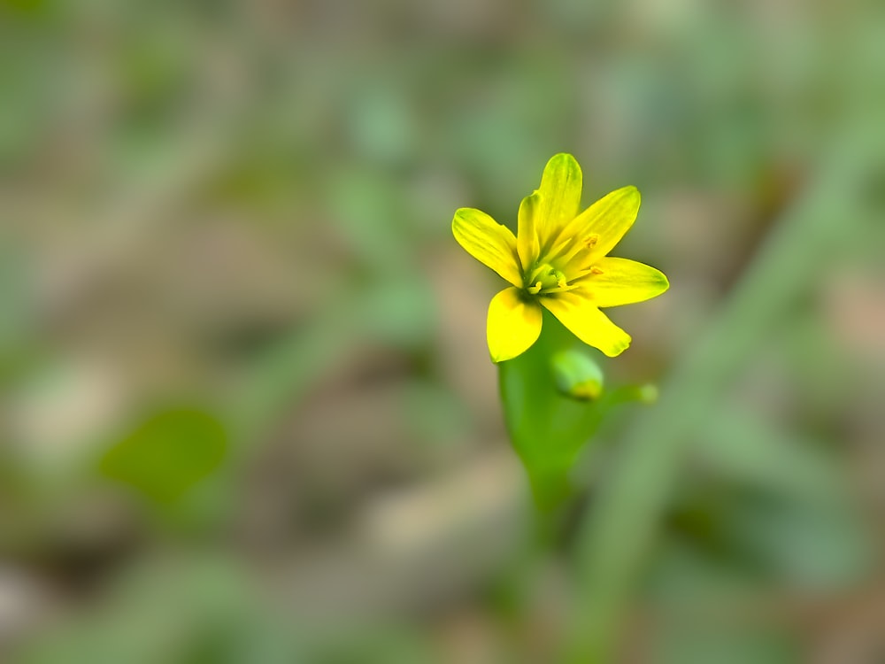 a small yellow flower with a green stem