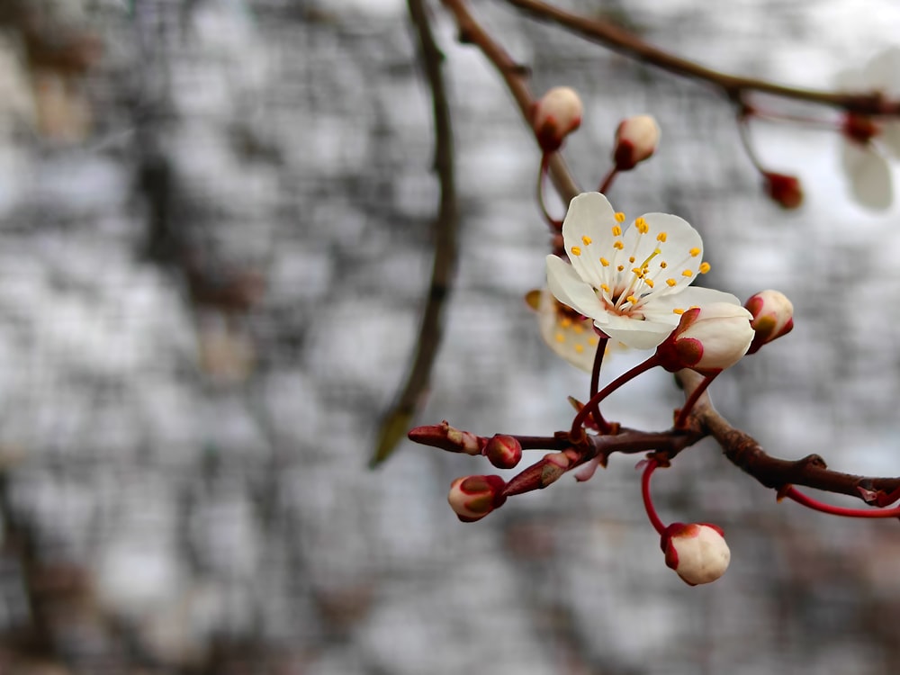 a white flower with yellow stamens on a tree branch