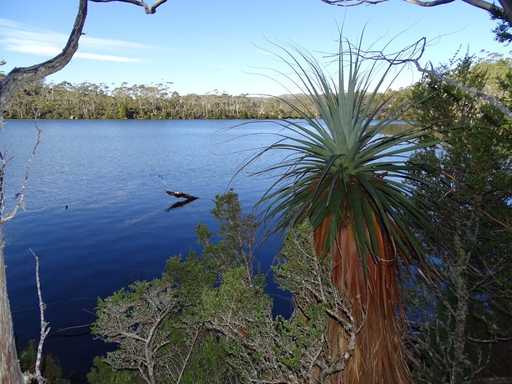 a large body of water surrounded by trees