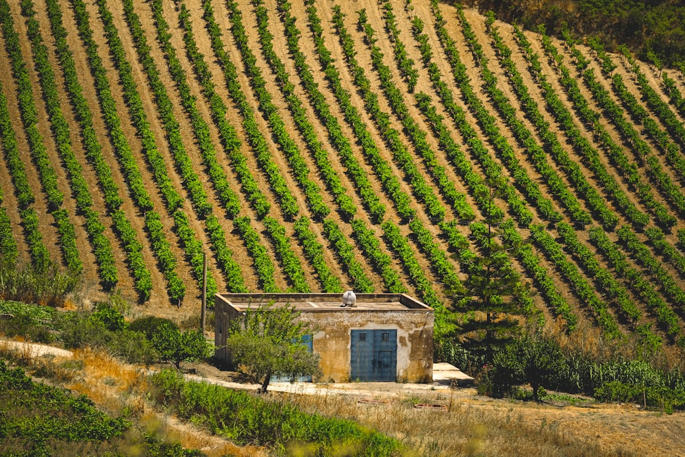 a small building in the middle of a field