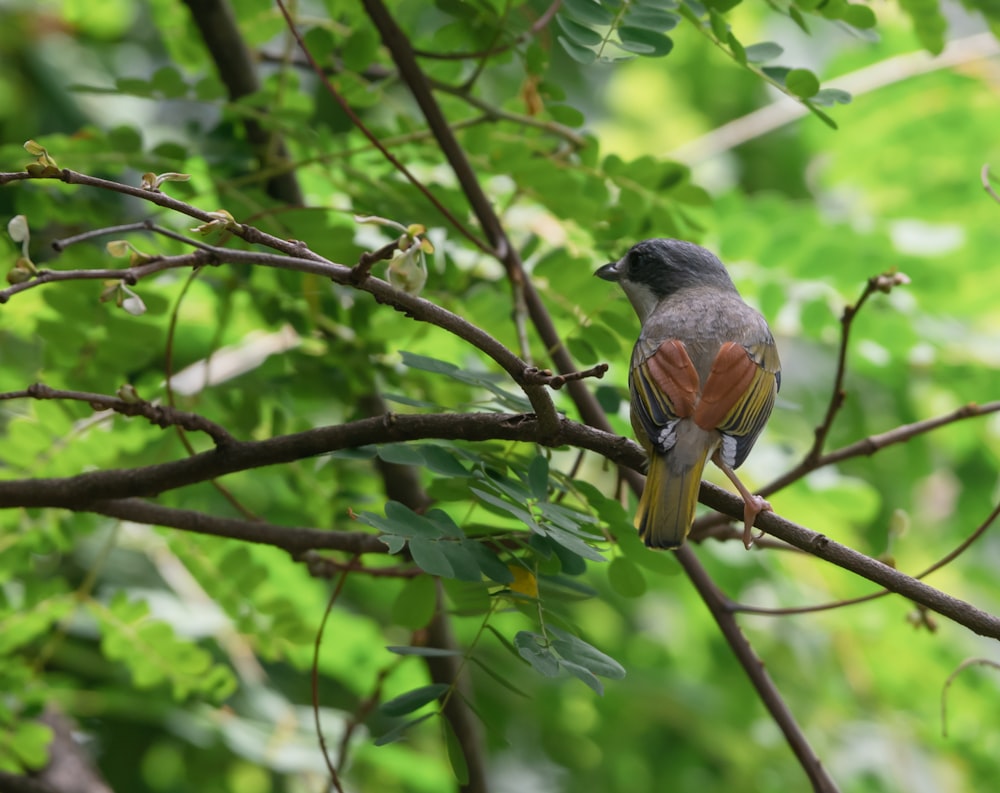 a bird sitting on a branch of a tree