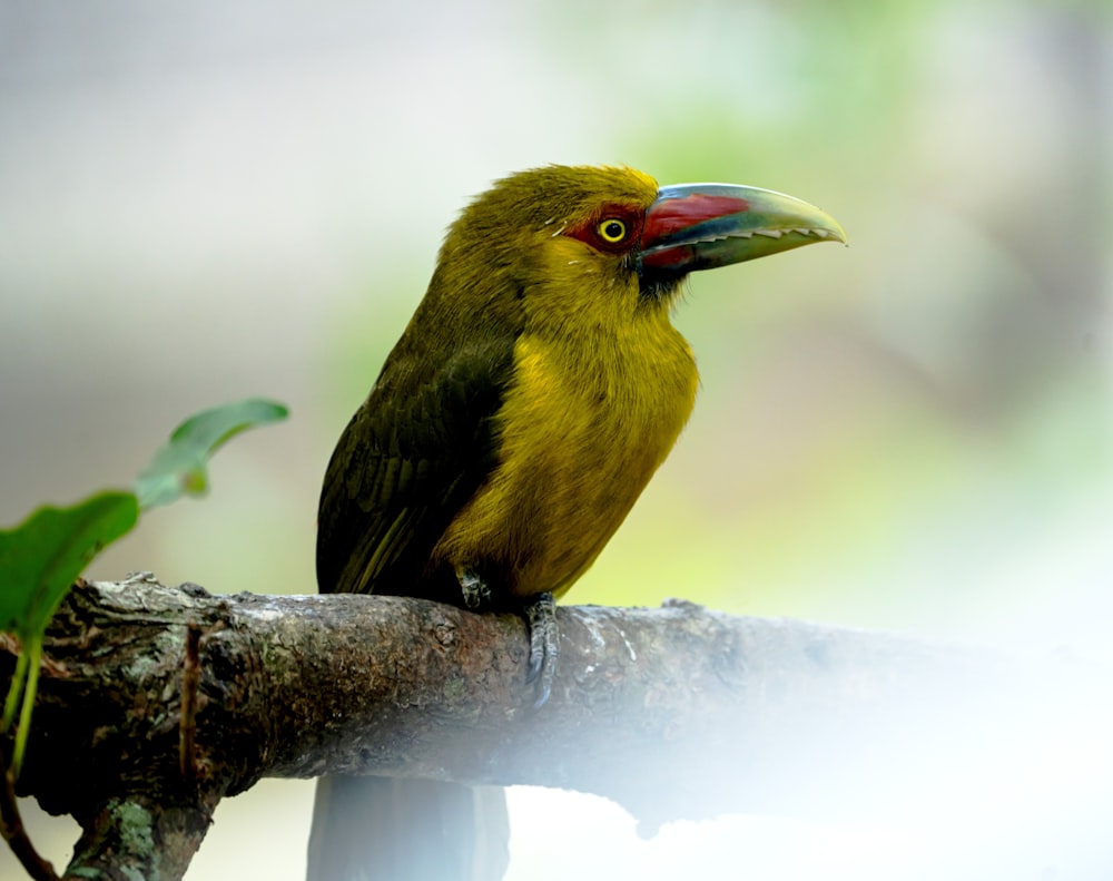 a yellow and black bird sitting on a branch