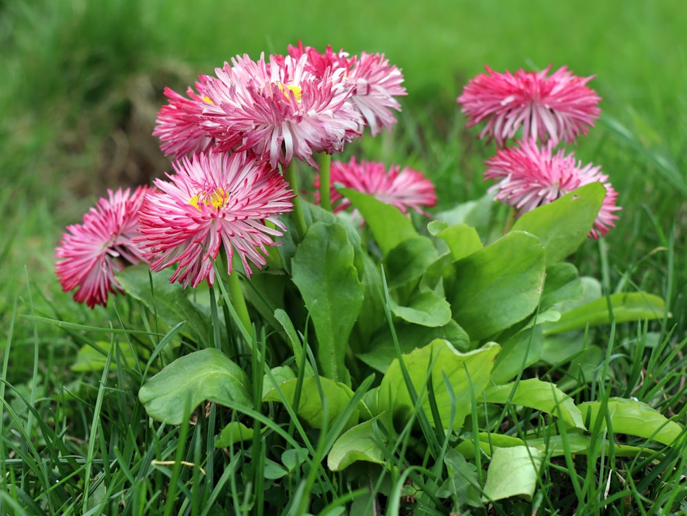 a bunch of flowers that are in the grass