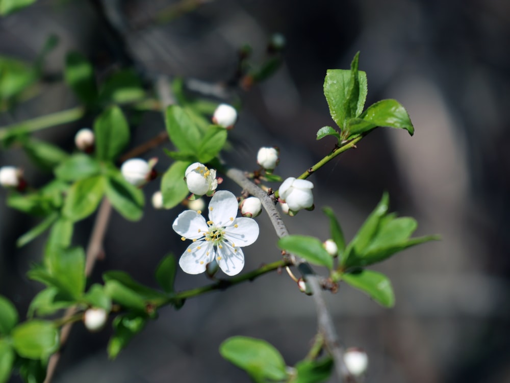 a branch with white flowers and green leaves