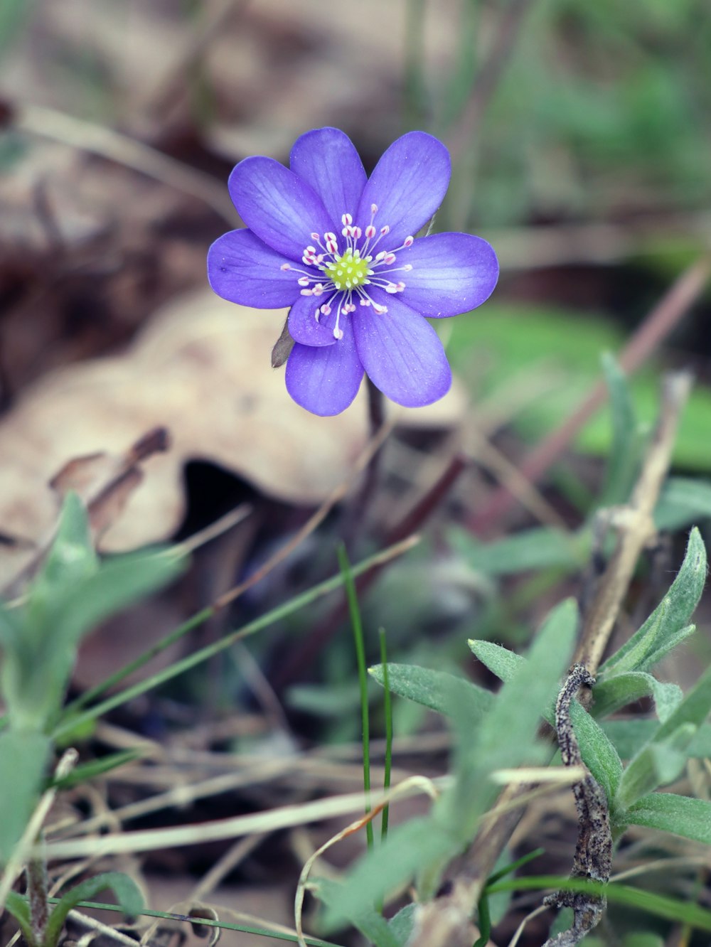 a purple flower is growing in the grass