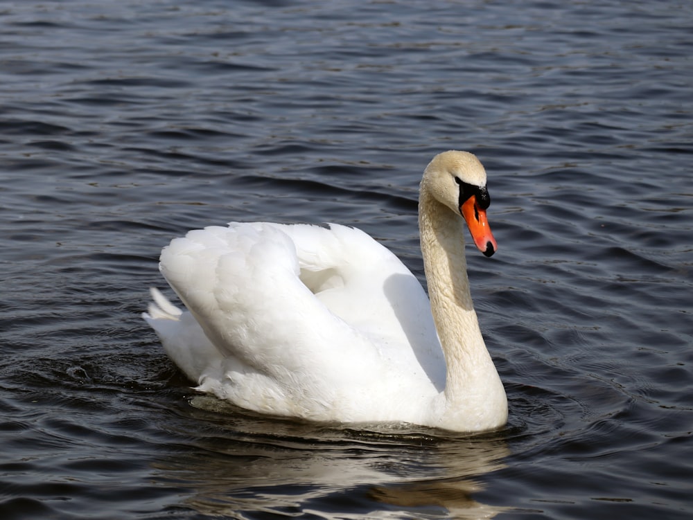 a white swan floating on top of a body of water