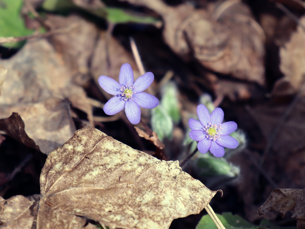 a couple of purple flowers sitting on top of a leaf covered ground