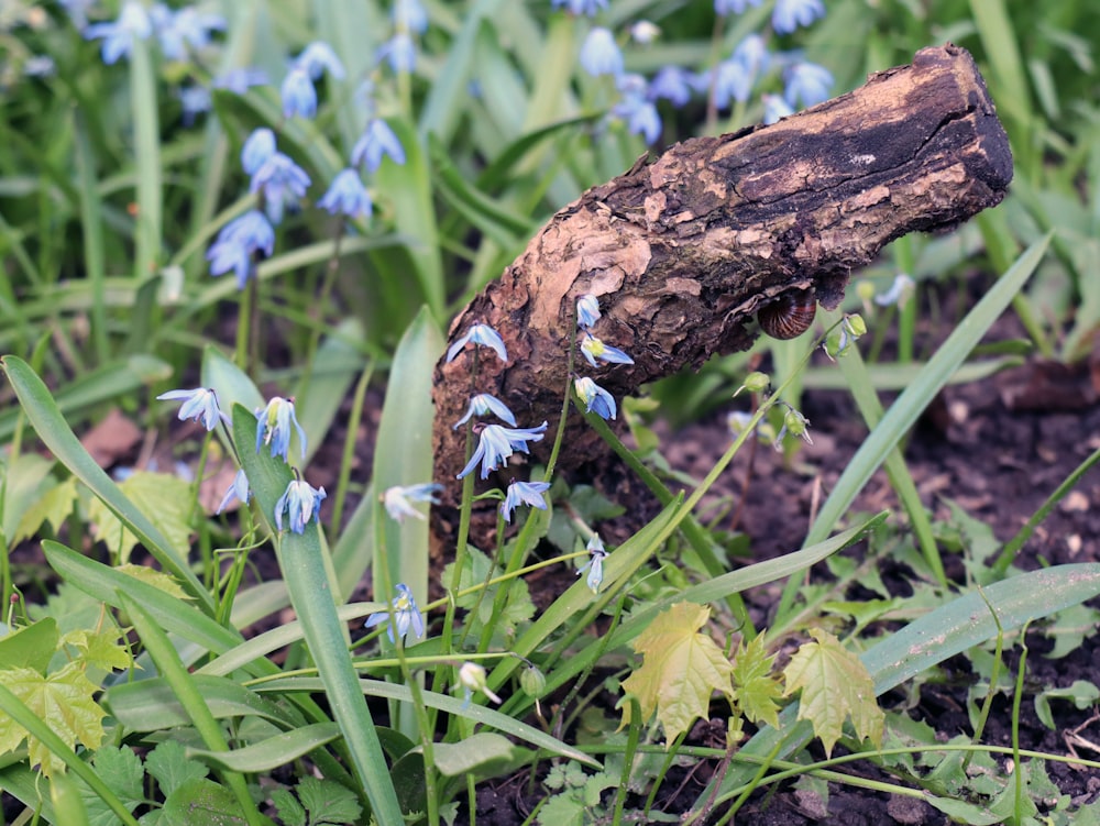a tree branch with blue flowers growing out of it