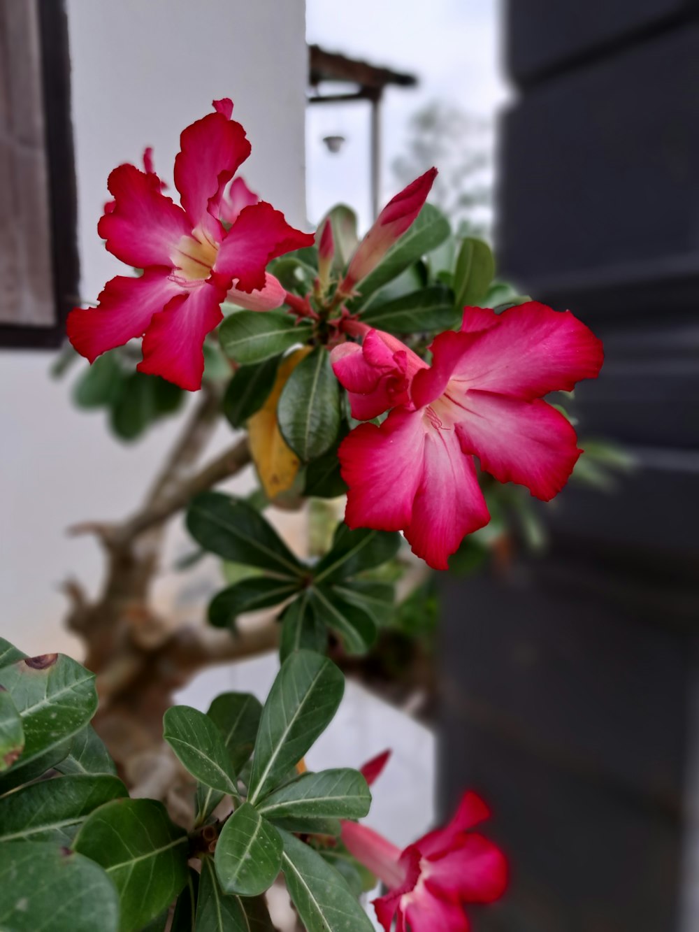 a pink flower with green leaves in a pot
