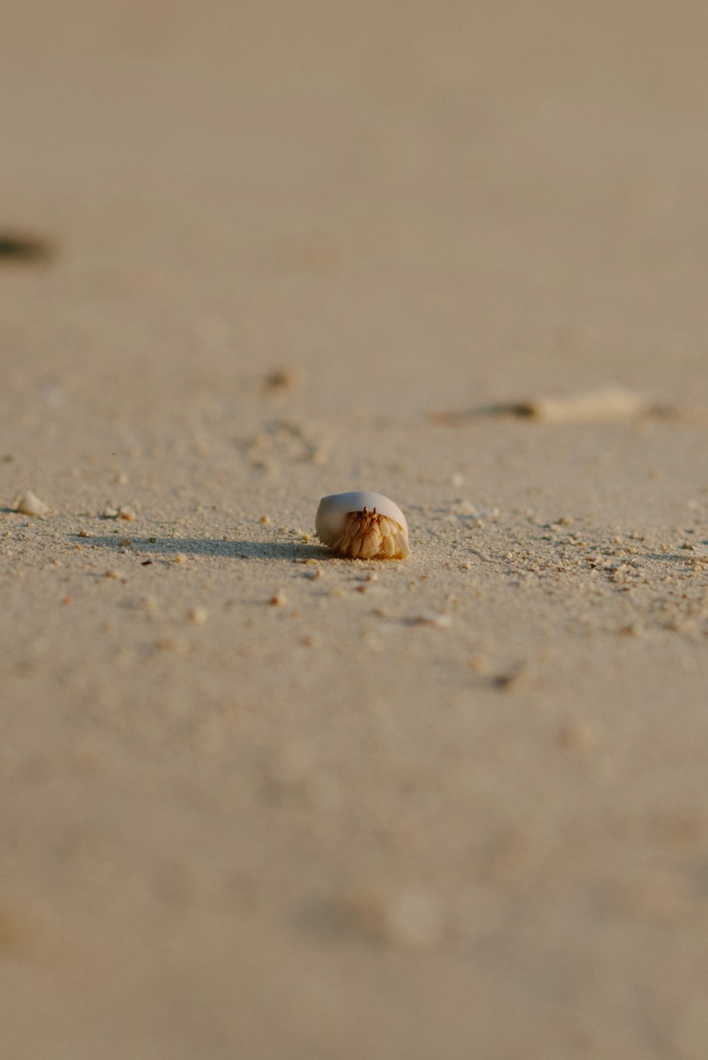 a shell on the sand of a beach