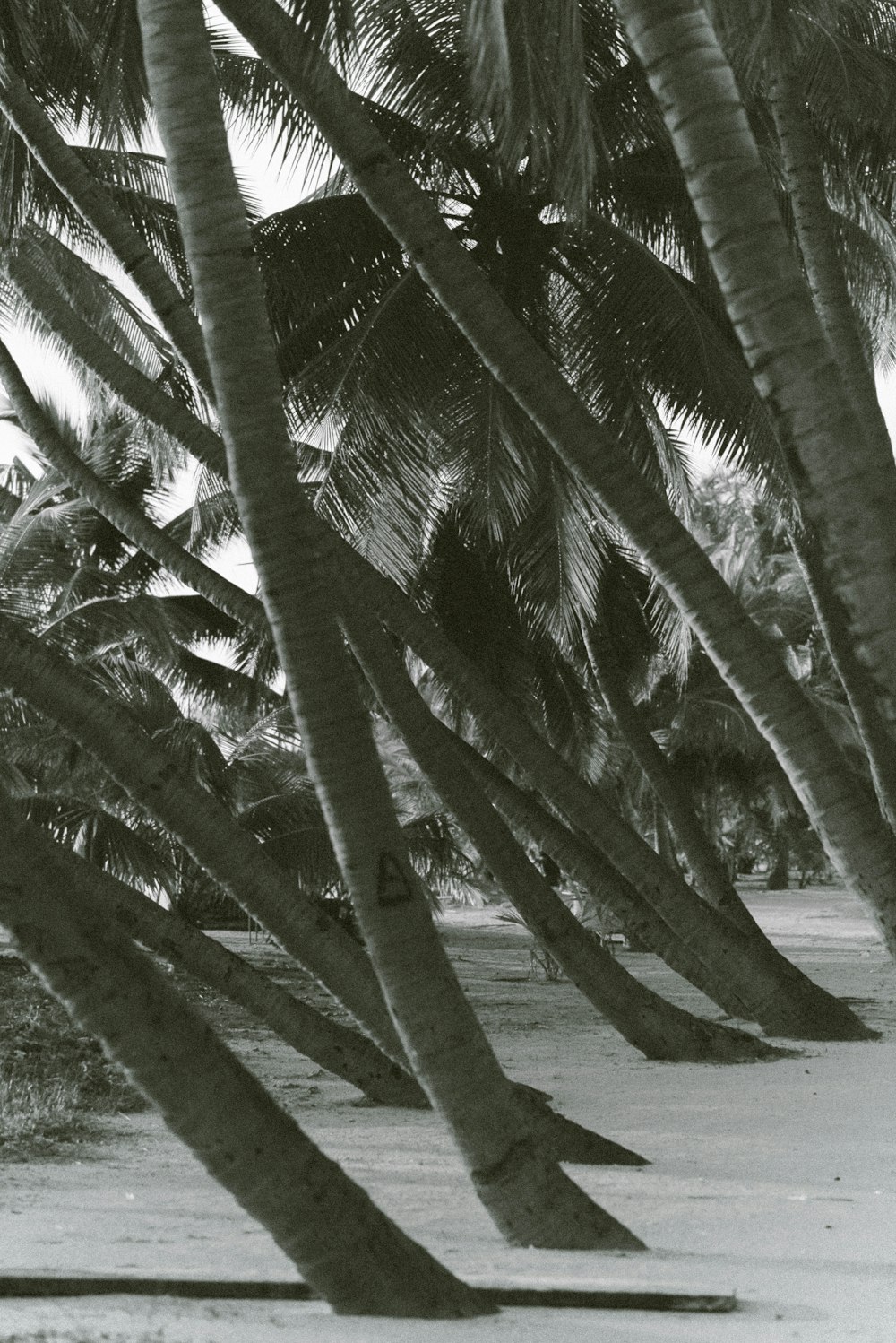 a black and white photo of palm trees