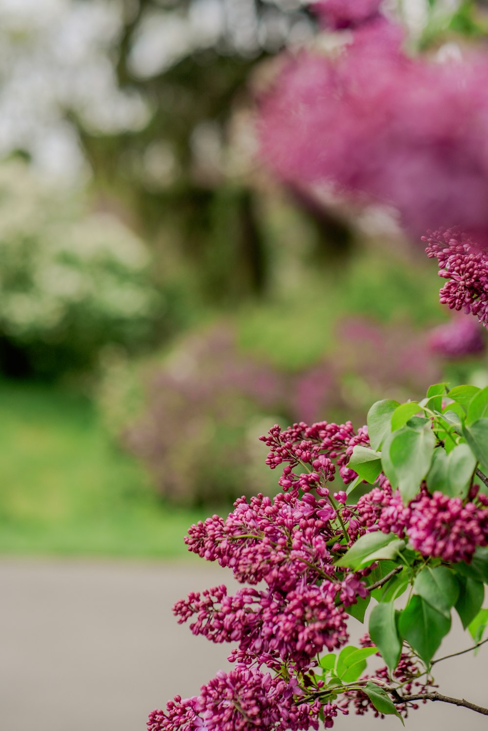 a bunch of flowers that are in a vase