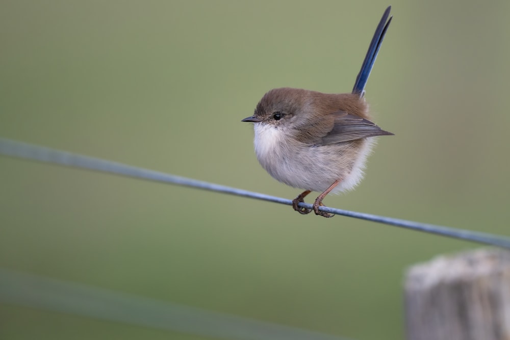 a small brown and white bird sitting on a wire