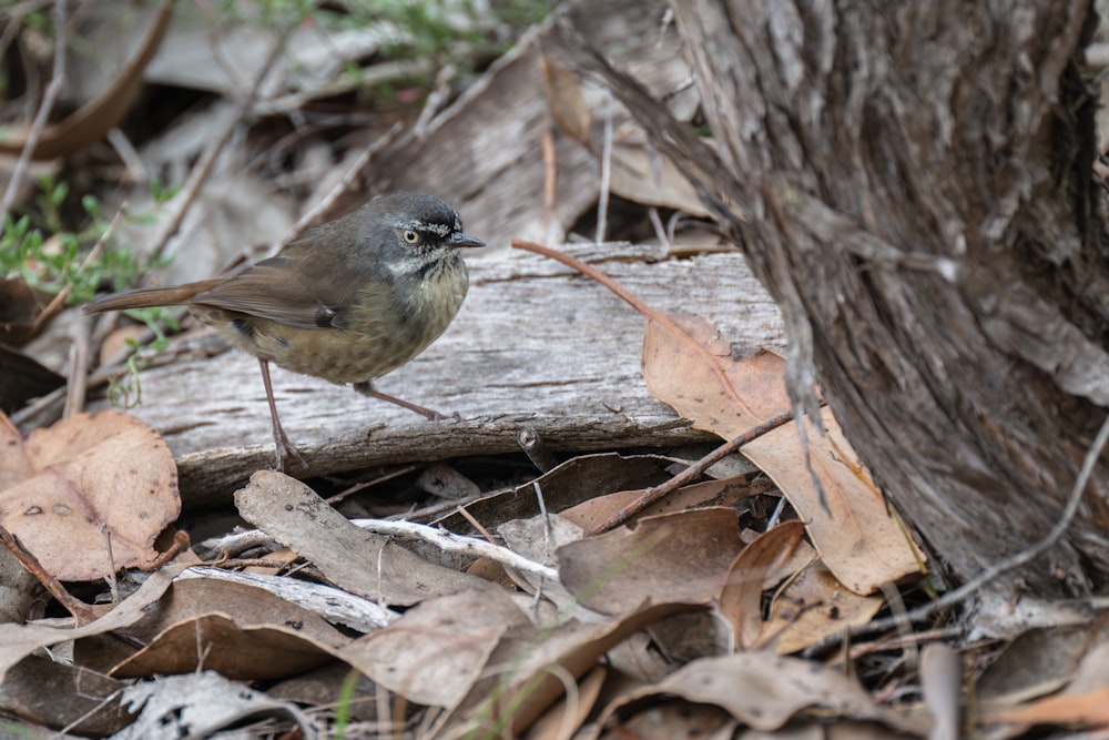 a small bird standing on top of a pile of leaves