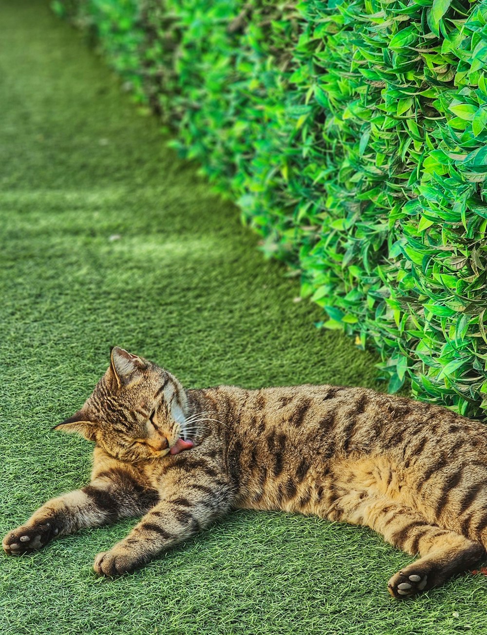 eine Katze, die sich ins Gras legt