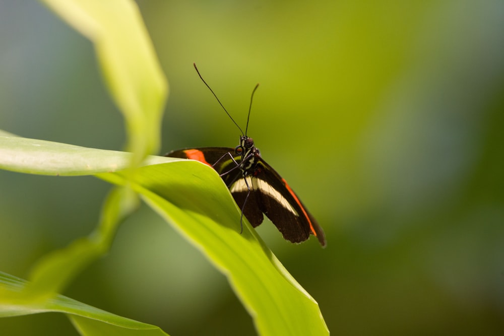 a brown and black butterfly sitting on a green leaf