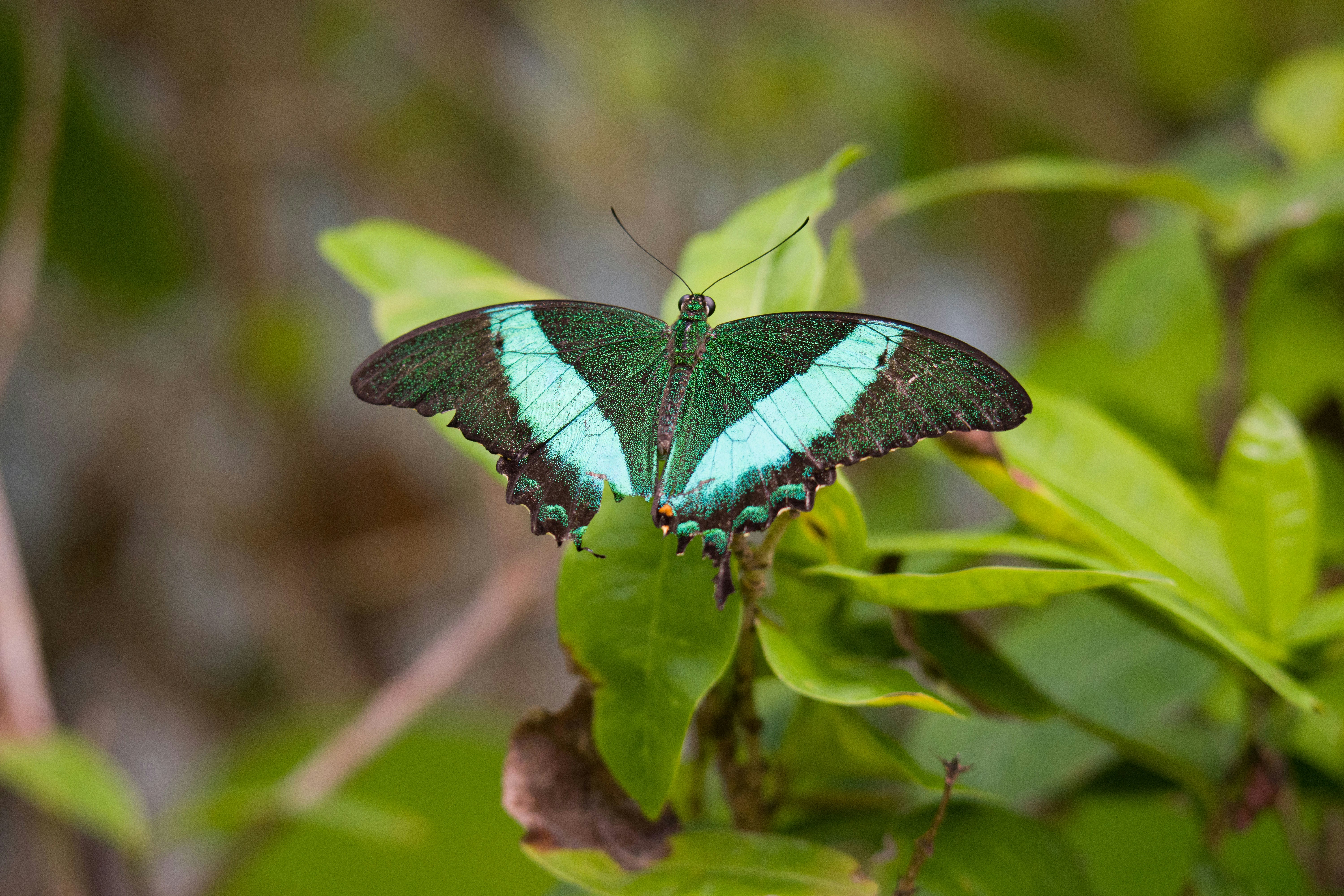 a blue and green butterfly sitting on a green leaf